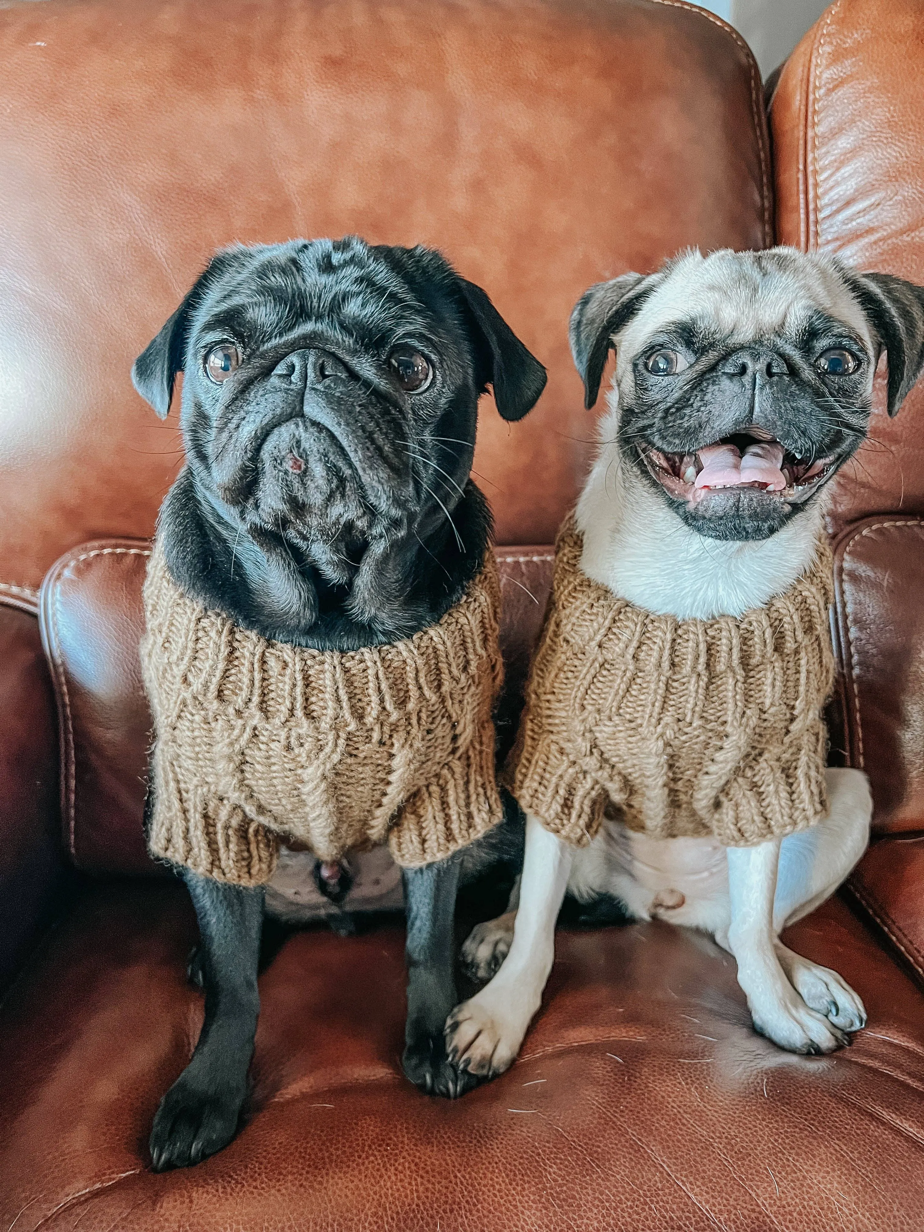 Sassy Woof Dog Cable Knit Sweater Brown | Cozy Pet Sweater | Knit Dog Sweater