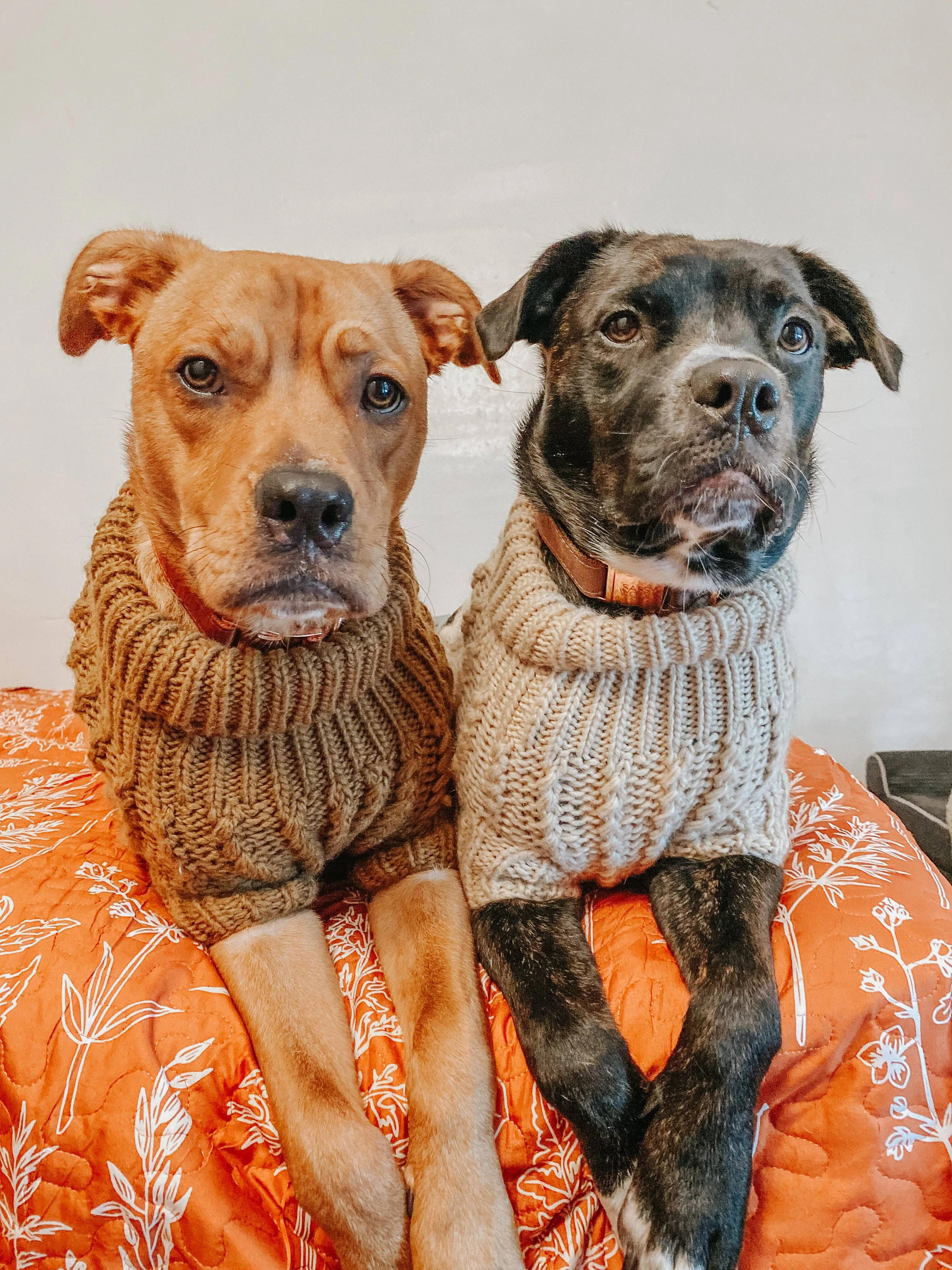 Sassy Woof Dog Cable Knit Sweater Brown | Cozy Pet Sweater | Knit Dog Sweater