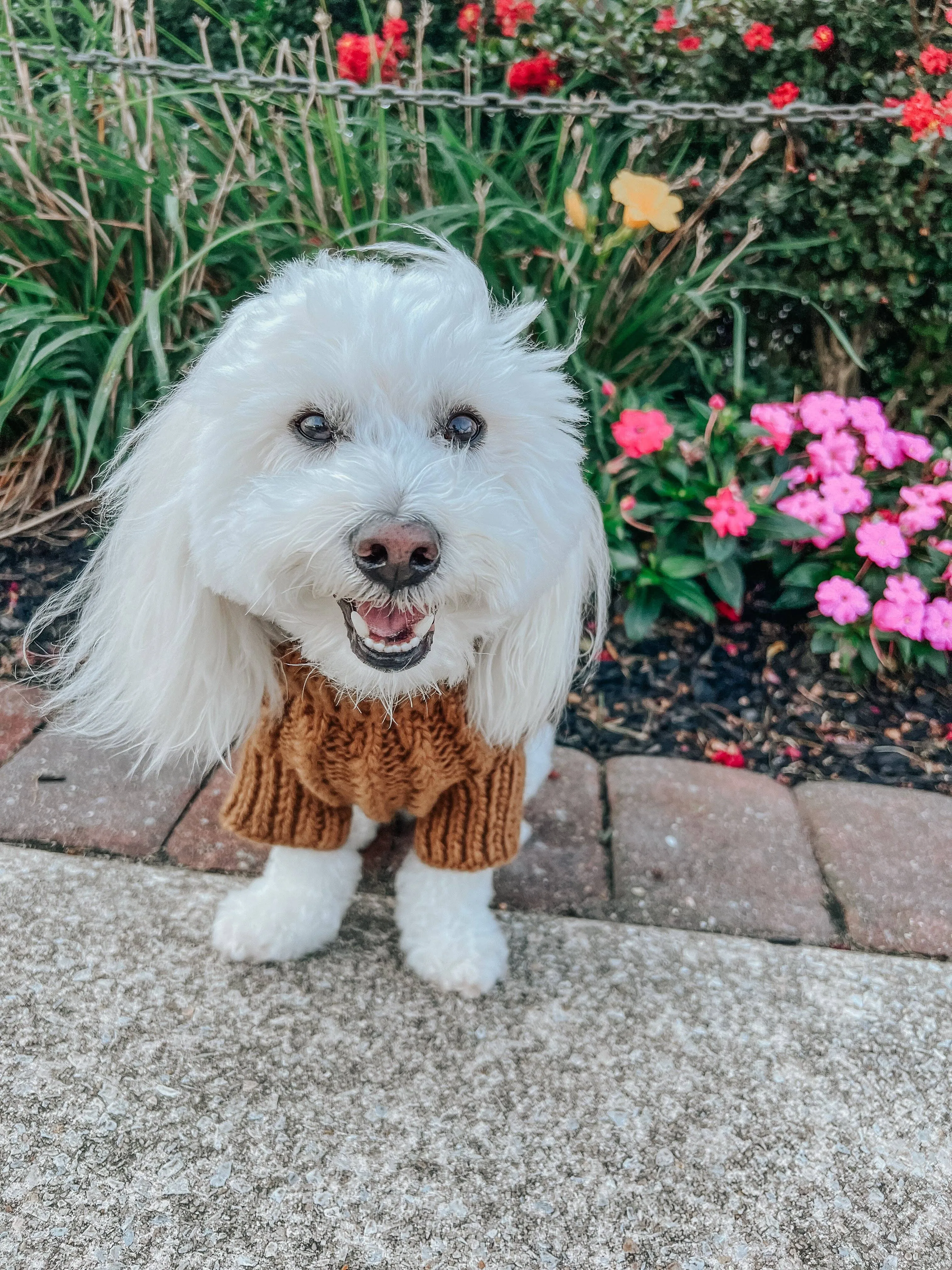Sassy Woof Dog Cable Knit Sweater Brown | Cozy Pet Sweater | Knit Dog Sweater